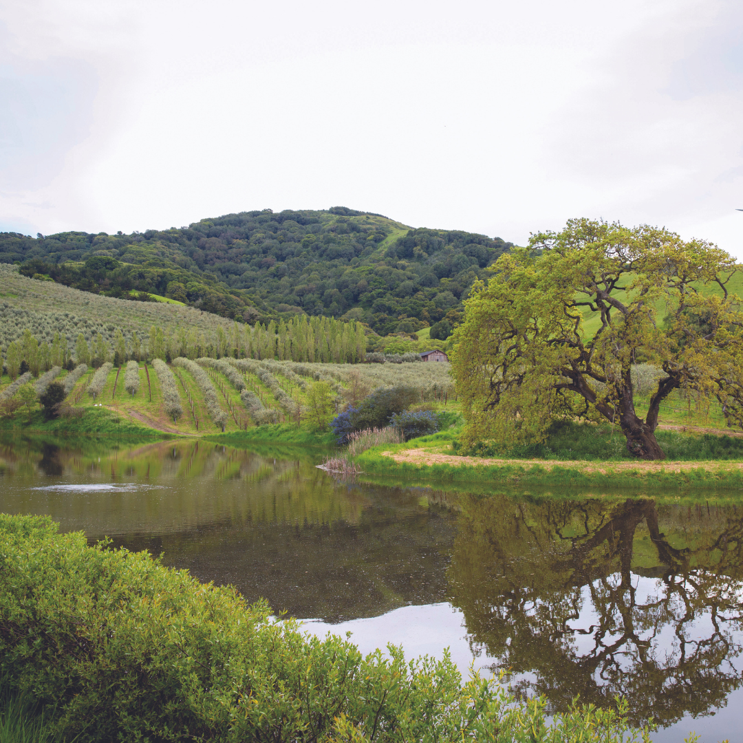 3-Piece Olive Oil Gift Pack - Wholesale Exclusive